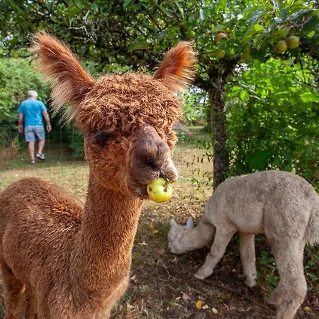 Nana Mac D'hotes Limalonges