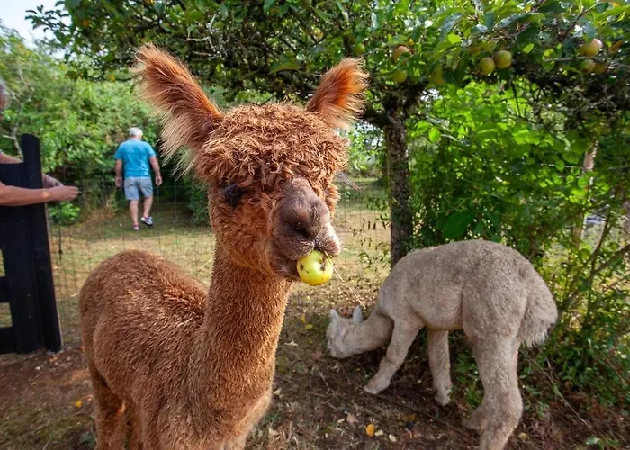 Nana Mac D'hotes Limalonges